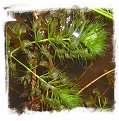 Aldrovanda vesiculosa {Danube delta, Romania}
