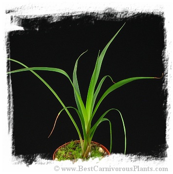 Brocchinia acuminata {small pygmy form, Gran Sabana} / 8-15 cm