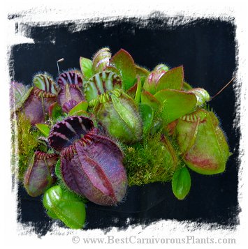 Cephalotus follicularis {BCP very dark in winter clone} / 1 clump, size 0.5-2 cm