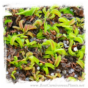Dionaea muscipula 'BCP Kim Jong-un' / 2+ plants, 1-3 cm