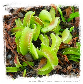 Dionaea muscipula 'BCP Kim Jong-un' / 2+ plants, 1-3 cm