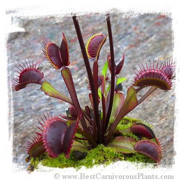Dionaea muscipula 'Akai Ryu' / 3-8 cm