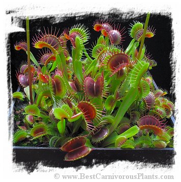 Dionaea muscipula 'BCP Red Bull' / 2+ plants