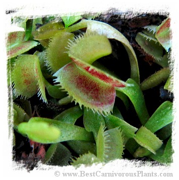 Dionaea muscipula (pygmy): Clone BCP 21-08 / 2+ plants