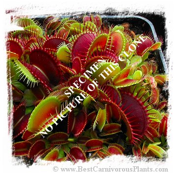 Dionaea muscipula {BCP Clone D05} (10s) 