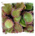 Drosera cv. BCP Andromeda 1st / 1+ plants