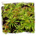 Drosera afra / 3+ plants