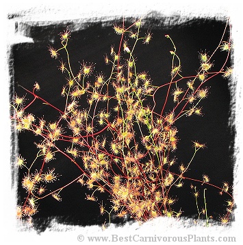 Drosera auriculata {Hot Water Beach, Coromandel Peninsula, New Zealand} (15s)