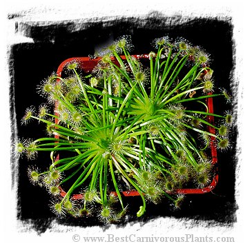 Drosera broomensis {19 km south of Derby, Kimberley, AU} / 2+ plants