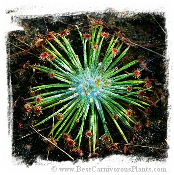 Drosera broomensis {19 km south of Derby, Kimberley, AU} / 2+ plants
