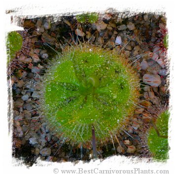 Drosera burmannii {Central Sulawesi, 1600m} (15s) 