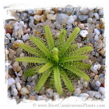 Drosera cistiflora {Salmon Flower, Cederberg, RSA} (10s)