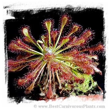 Drosera intermedia {tropical} (25s)