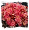 Drosera kaieteurensis {Kako village, Mt. Eboropu, Guyana} [BCP ID# D2557] / 1+ plants