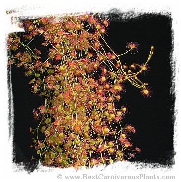 Drosera macrantha ssp. macrantha / 1 tuber