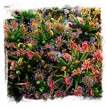 Drosera meristocaulis {Cerro Neblina, border Brazil-Venezuela} / 2+ plants