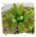 Drosera montana var. schwackei {Diamantina, Minas Gerais State, Brazil} / 2+ plants