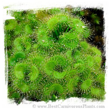 Drosera aff. graniticola / 1+ tubers