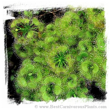 Drosera peltata [BCP ID# S329] (25s)