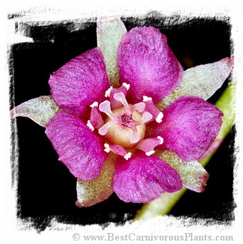 Drosera prolifera / 3+ plants