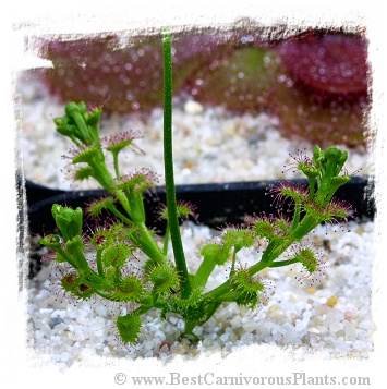 Drosera stolonifera ssp. stolonifera / 1+ tuber
