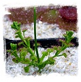 Drosera stolonifera ssp. stolonifera {dark green form} / 1 tuber