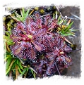 Drosera ultramafica {Mt. Mantalingahan, Palawan} / 2+ plants