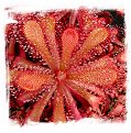 Drosera venusta {Tsitsikamma National Park,  RSA} / 2+ plants