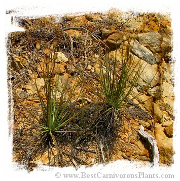 Drosophyllum lusitanicum {Puerto de Galis, Andalusia, Spain} (6 seeds)