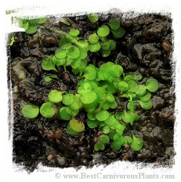 Genlisea filiformis
