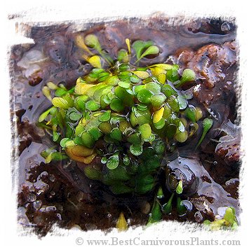 Genlisea nigrocaulis {Mt. Roraima, Venezuela}