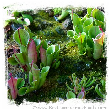 Heliamphora minor / 2+ plants, 3-8 cm