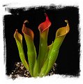 Heliamphora neblinae {Cerro Neblina, Brazil-Venezuela border} / 1+ plant, 5-10 cm