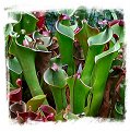 Heliamphora tatei var. tatei {Cerro Huachamacare, Venezuela} / 1+ plants, 3-8 cm