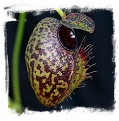 Nepenthes aristolochioides {seedgrown individuals, Gunung Tujuh, Sumatra, Indonesia}  / 1 plant,  size 2-5 cm