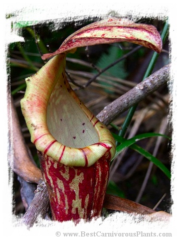 Nepenthes boschiana {Meratus Mts., South Kalimantan} / 5-15 cm