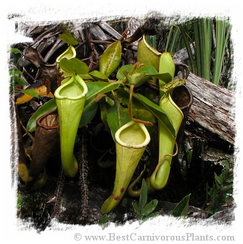 Nepenthes chaniana {Batu Buli, Bario, Sarawak, Malaysia} (20s)
