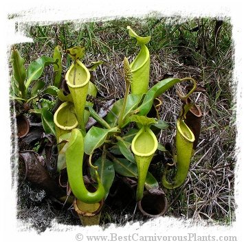 Nepenthes chaniana {Batu Buli, Bario, Sarawak, Malaysia} (20s)