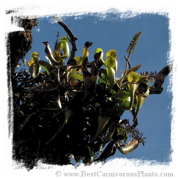 Nepenthes chaniana {Batu Buli, Bario, Sarawak, Malaysia} (20s)