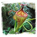 Nepenthes eymae {Gunung Tambusisi, Sulawesi, Indonesia} / 5-10 cm