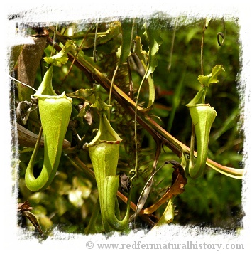 Nepenthes maxima {large, Tentena} / 6-12 cm