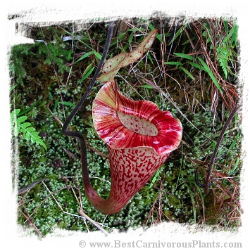 Nepenthes platychila / 1-5 cm