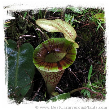 Nepenthes platychila / 1-5 cm