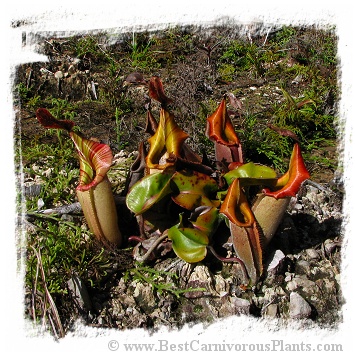 Nepenthes veitchii {Batu Buli - Batu Lawi, Kelabit Highlands, Borneo} / 2-6 cm