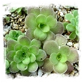 Pinguicula colimensis x cyclosecta / 2+ plant