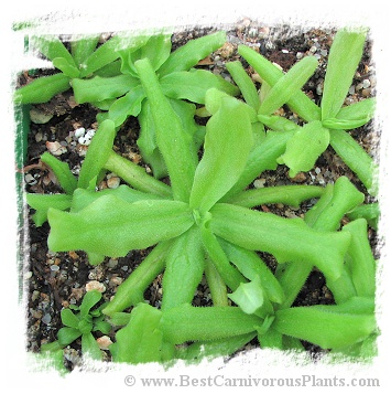 Pinguicula cubensis {Cuba} / 2+ plants