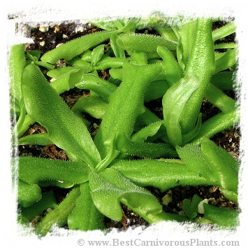 Pinguicula cubensis {Cuba} / 2+ plants