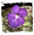 Pinguicula cyclosecta  / 2+ plants