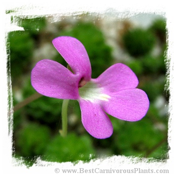 Pinguicula ehlersiae {West of Tolantonga, Hidalgo, Mex.} / 2+ plants