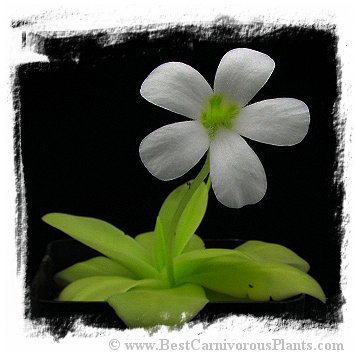 Pinguicula gigantea {red plant form} / 1 plant